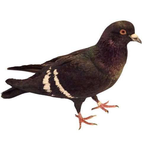 【新品】  Strutton Pigeon ロンドン 限定 Show Pigeons | Stromberg's Chickens