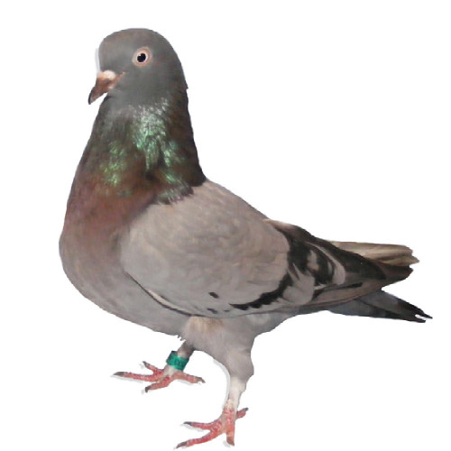 Blue Bar Birmingham Roller Pigeons