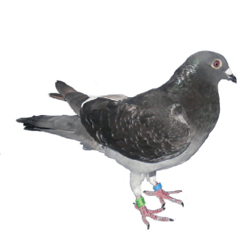 Jelle Rozier's Racing Homer Pigeons, Pedigreed