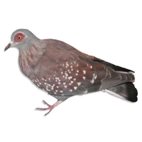 Triangular Spotted Pigeons
