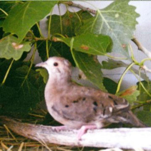 Pygmy Ground Doves