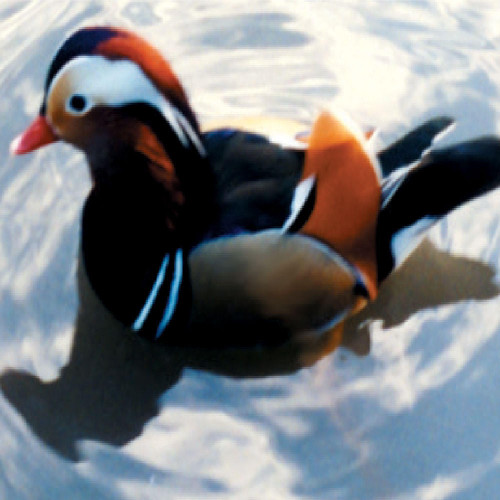 Mandarin Ducks, Juvenile Pair
