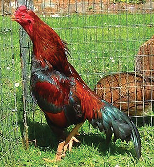 Black Breasted Red Aseel Chicks, Not Sexed