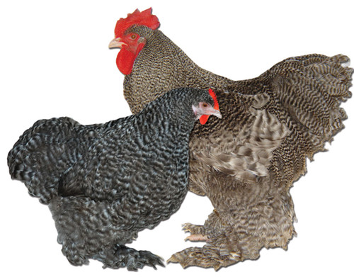 Barred Standard Cochin Chicks, Not Sexed