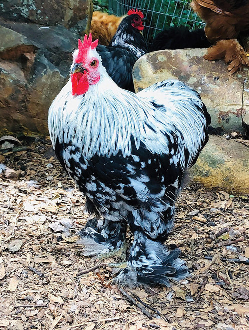 Silver Penciled Cochin Bantam Chicks, Not Sexed