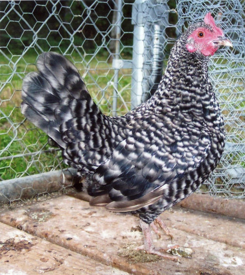 Barred Old English Bantam Chicks, Not Sexed