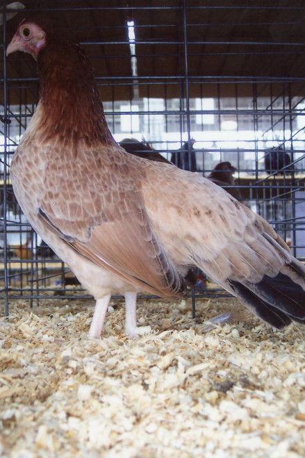 Wheaten Cubalaya Bantam Chicks, Not Sexed
