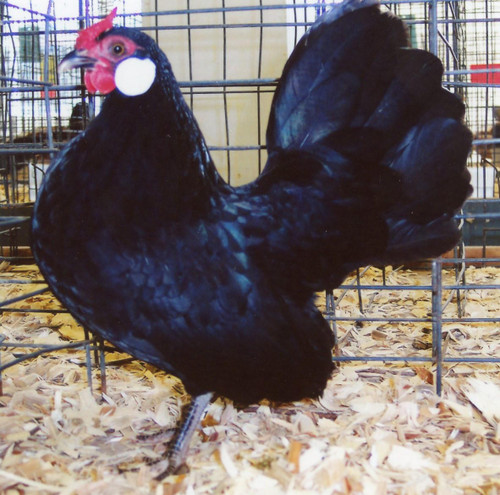 Black Rosecomb Bantam Chicks, Not Sexed