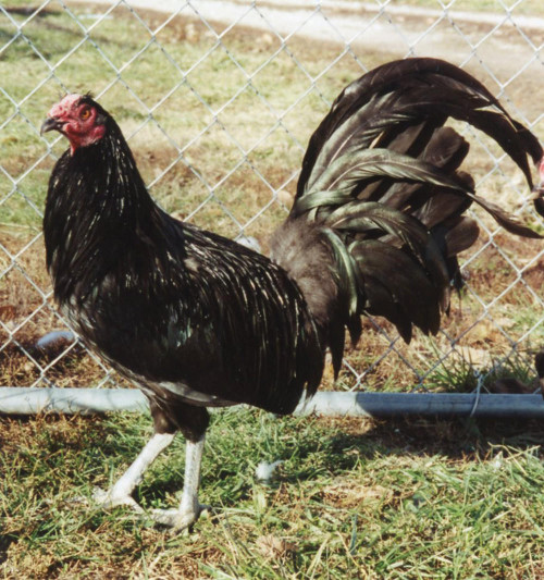 Black Standard Old English Chicks, Not Sexed