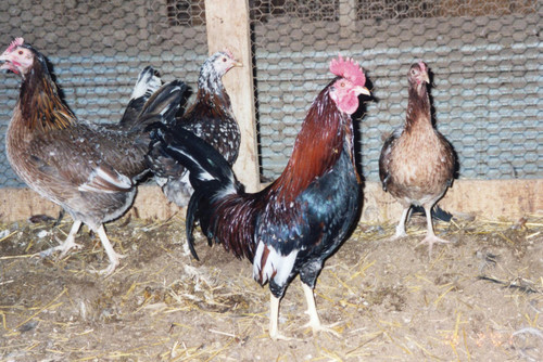 Spangled Standard Old English Chicks, Not Sexed