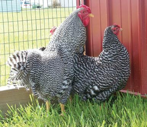 Dominique Chicks