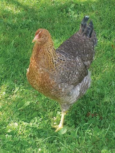 Bielefelder Chicks