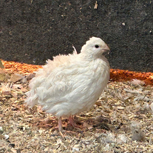 Bobwhite Quail