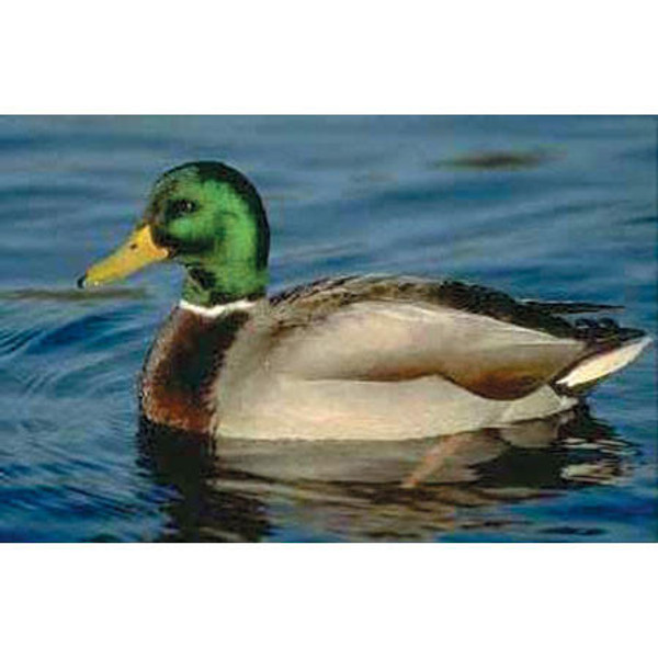 Mallard Duck Swimming in a Lake