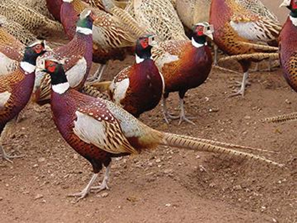 Chinese Ringneck Pheasant Hatching Eggs