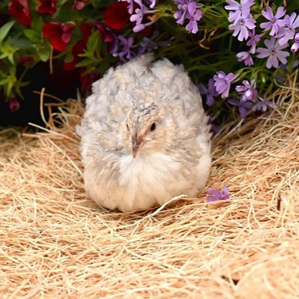 Standard Japanese Coturnix Quail Chicks, Not Sexed Strombergs Chicks & Game Birds