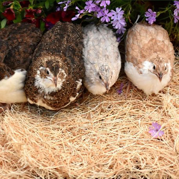 Standard Japanese Coturnix Quail Chicks, Not Sexed Strombergs Chicks & Game Birds