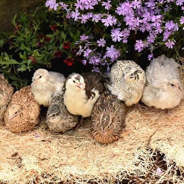 Standard Japanese Coturnix Quail Chicks, Not Sexed Strombergs Chicks & Game Birds