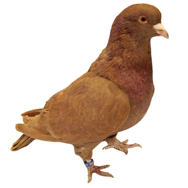 Giant Runt Utility Pigeons, Y591, Stromberg's.