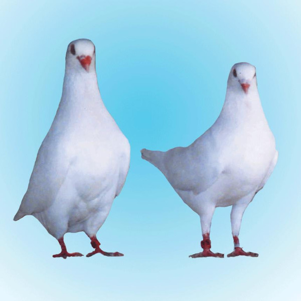 White King Utility Pigeons