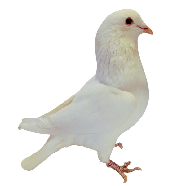White King Utility Pigeons, Y592, Stromberg's.