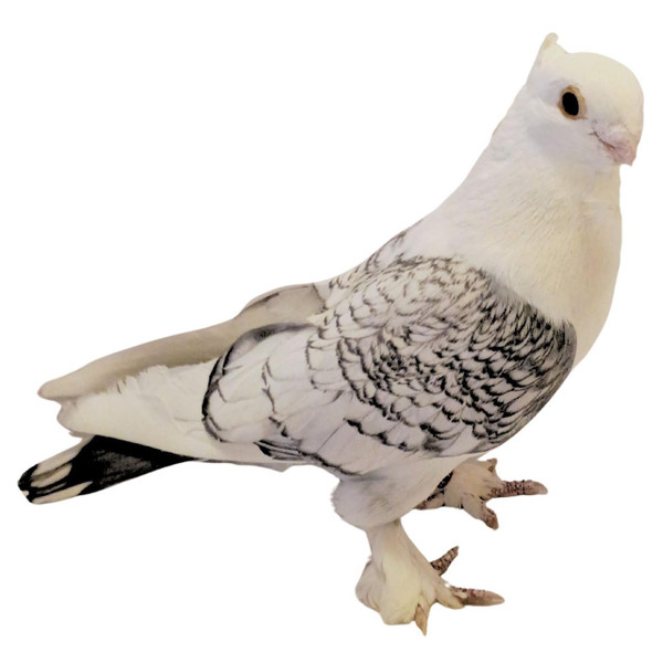 Blue Lace Classic Old Frill Satinette Pigeons, Y603, Stromberg's.