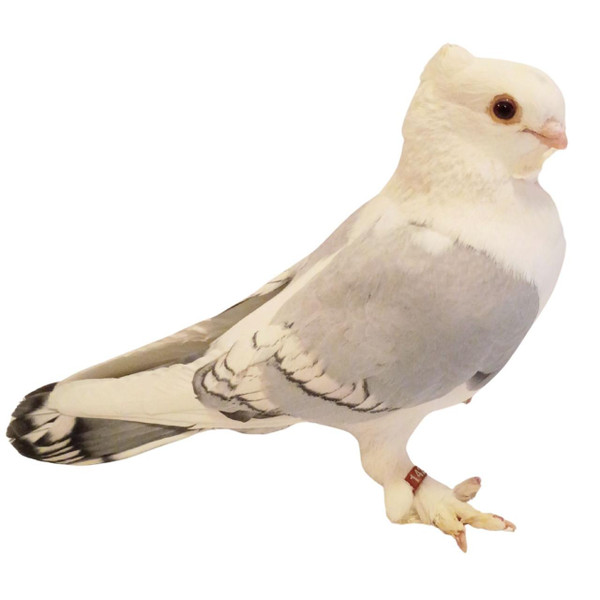 Bluette Classic Old Frill Satinette Pigeons, Y604, Stromberg's.