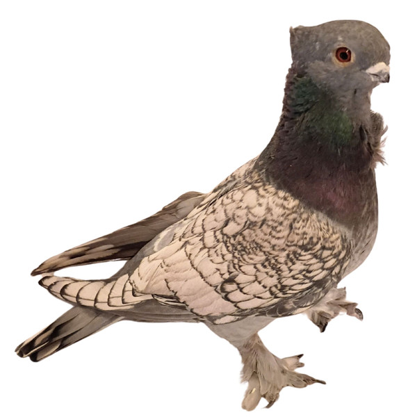 Blue Lace Blondinette Classic Old Frill Pigeons, Y606, Stromberg's.