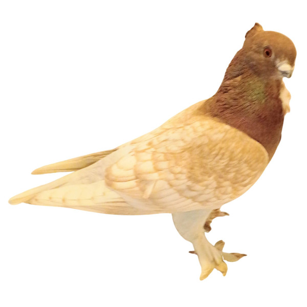 Red Lace Blondinette Classic Old Frill Pigeons, Y608, Stromberg's.