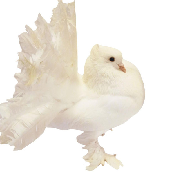Snow White Indian Fantail Pigeon, Y590, Stromberg's.