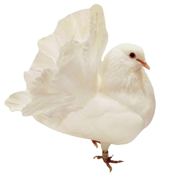 White Fantail Pigeons, Y598, Stromberg's.