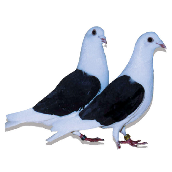 Black Eagle Saddle Racing Homer Pigeons