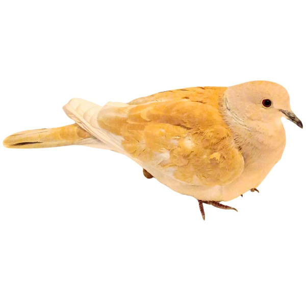 Tangerine Ringneck Doves, Y693, Stromberg's.
