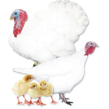 White Holland Turkey Poults, LP370, Stromberg's.