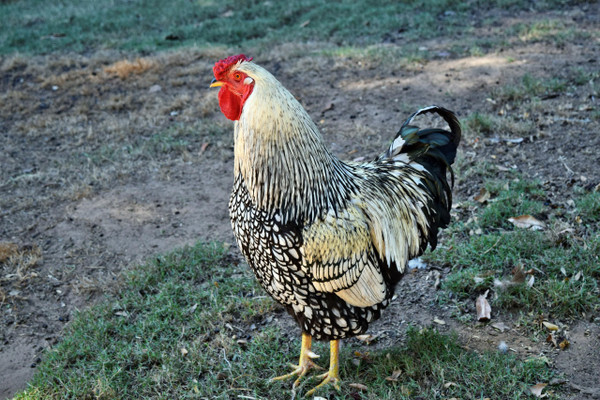 Black Laced Silver Wyandotte Chicks, Female