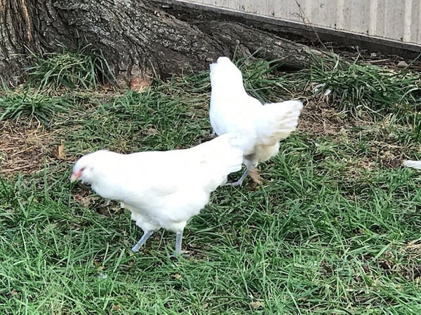 White Ameraucana Chicks, Male
