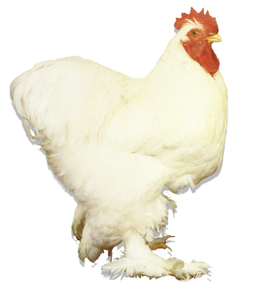 White Standard Cochin Chicks, Not Sexed