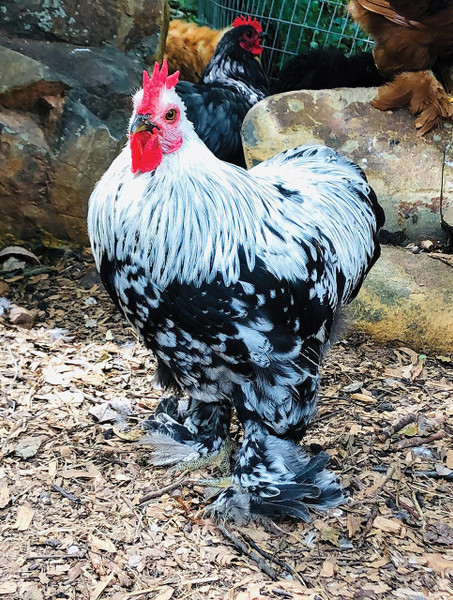 Silver Penciled Cochin Bantam