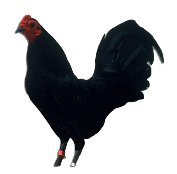 Black Old English Bantam