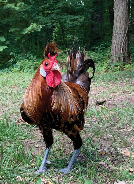 Crested "Top Hat" Special Chicks, Not Sexed