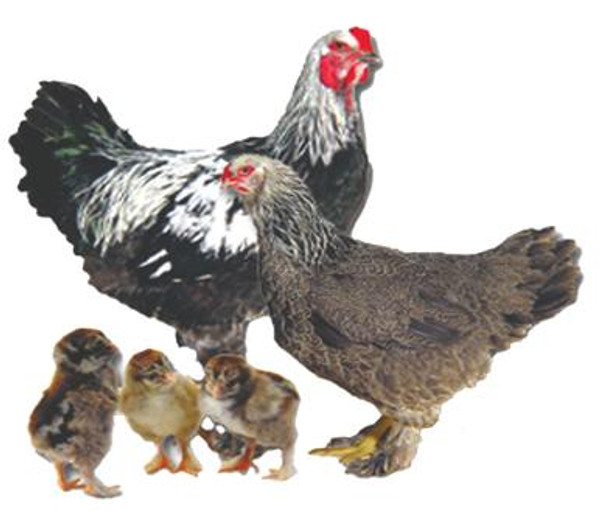 Dark Brahma Chicks