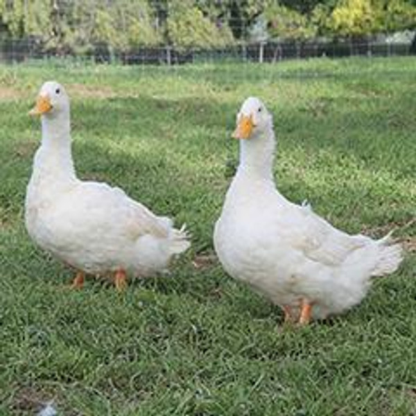 Jumbo Pekin Ducklings