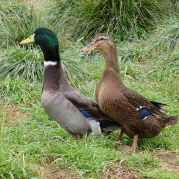 Rouen Ducklings