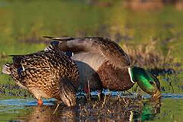 Mallard Ducklings