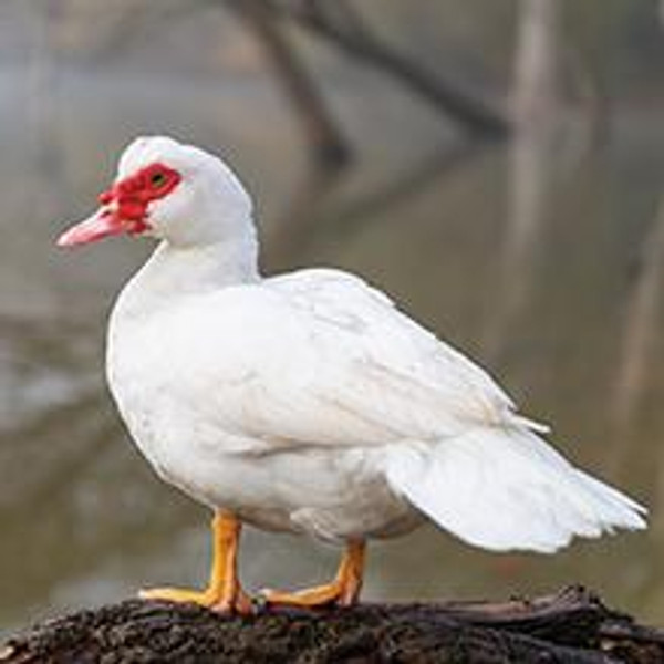 Muscovy Ducklings