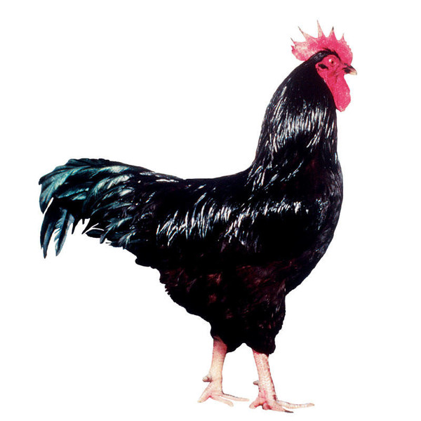 Rhode Island Red Hatching Eggs, LC026, Stromberg's.