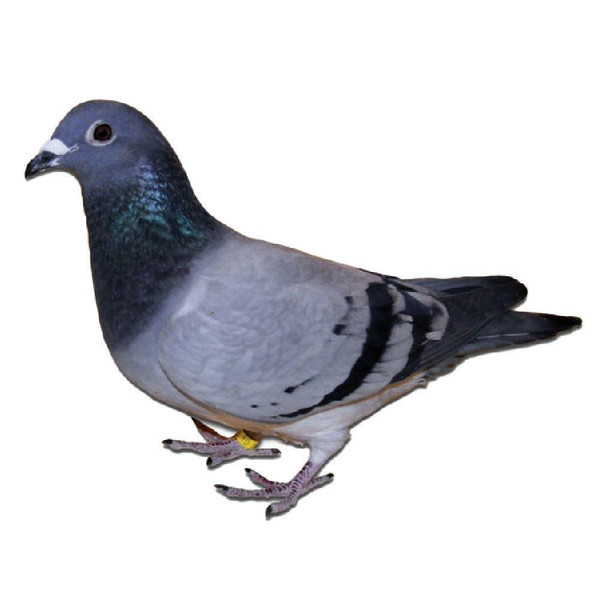 Alfons Klaas Racing Homer Pigeons