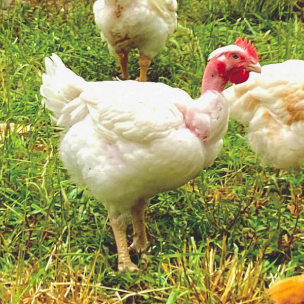 Pioneer Slow-Growing Meat Chicks, Male, LC491, Stromberg's