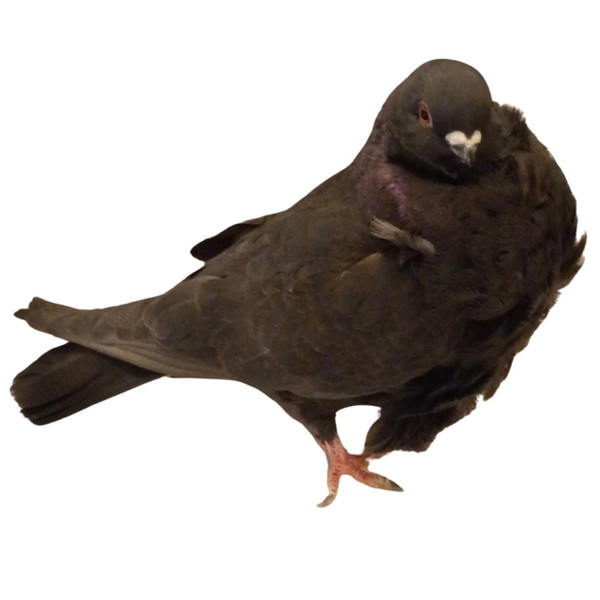 Black Chinese Owl Pigeons, Y728, Stromberg's.
