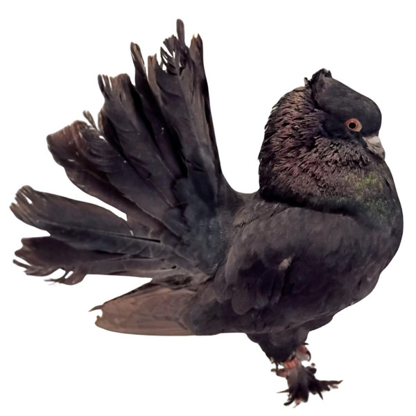 Black Indian Fantail Pigeons, Y729, Stromberg's.